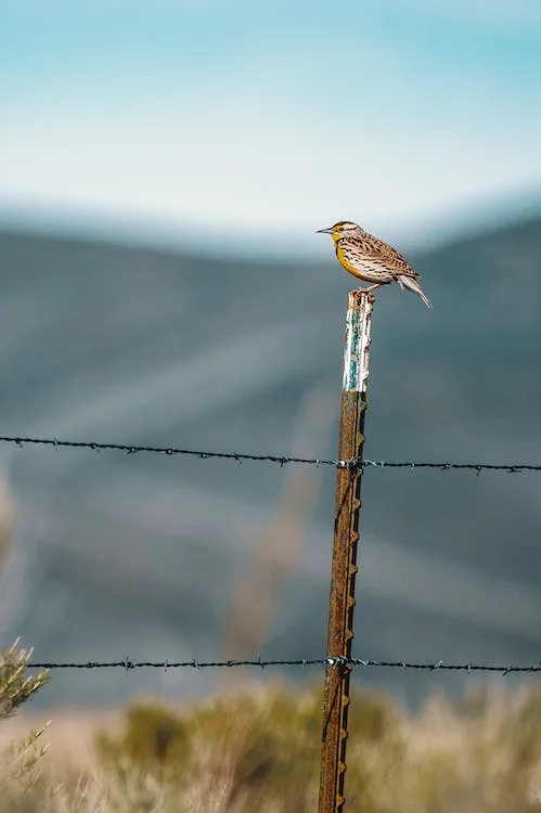 A Robin perched on barbed wire