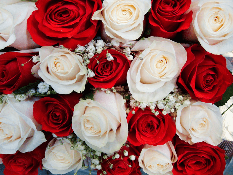 red and white roses