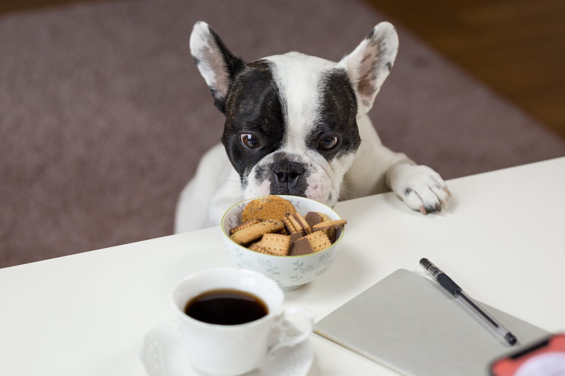 A Dogs Diet A Balanced Diet Guide