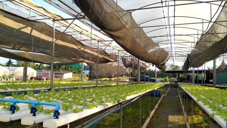 Hydroponics system, planting vegetables and herbs without using soil for health